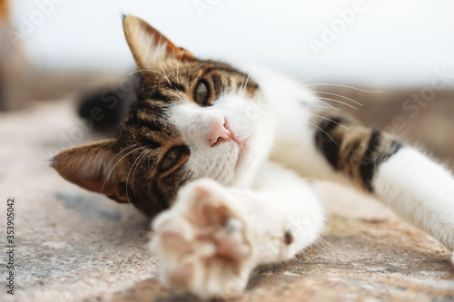 Tricolor kitty lies on the stone floor outdoor, domestic animals relaxing. Paw in the camera © Kseniia