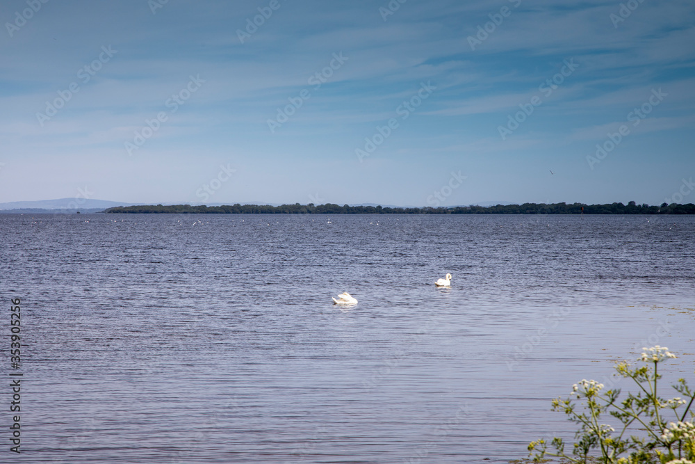 Two white swans on Lough Neagh, near Lurgan Northern Ireland on a warm sunny spring day in May