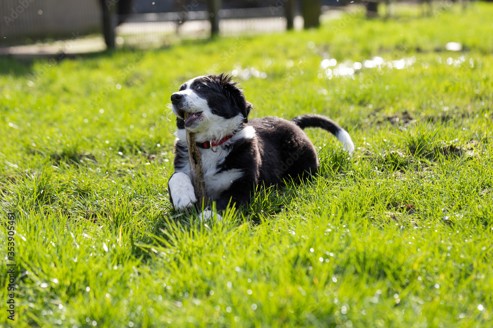 Border Collie Welpe spielt mit Stöckchen Border Collie Welpe spielt mit Stöckchen