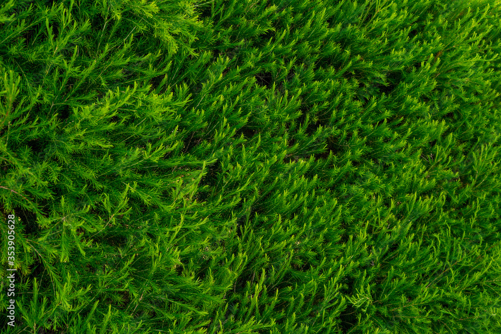 Wall of hedges in the garden Wall of hedges in the garden