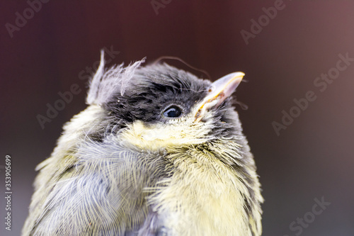 Obraz na płótnie Young great tit (Parus major) w salonie