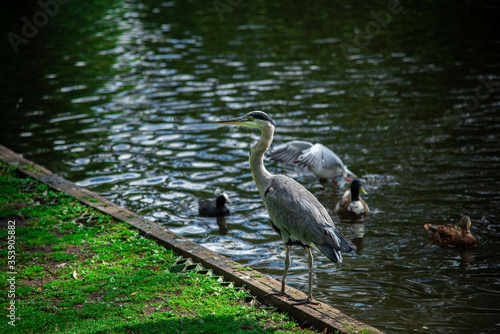 Amsterdam photo