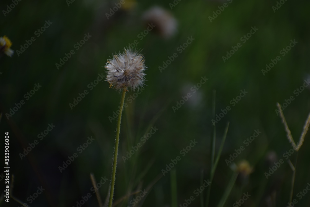 Achenes of tridax daisy OR coatbuttons flower OR Tridax procumbens containing dried seeds.Gujarat,India Achenes of tridax daisy OR coatbuttons flower OR Tridax procumbens containing dried seeds.Gujarat,India