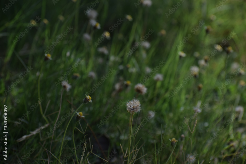 Achenes of tridax daisy OR coatbuttons flower OR Tridax procumbens containing dried seeds.Gujarat,India Achenes of tridax daisy OR coatbuttons flower OR Tridax procumbens containing dried seeds.Gujarat,India