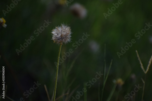 Achenes of tridax daisy OR coatbuttons flower OR Tridax procumbens containing dried seeds.Gujarat India