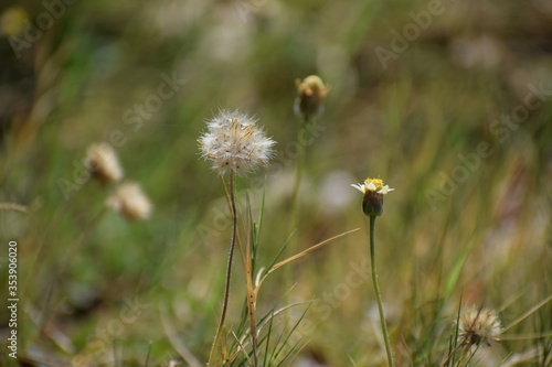 Achenes of tridax daisy OR coatbuttons flower OR Tridax procumbens containing dried seeds.Gujarat India