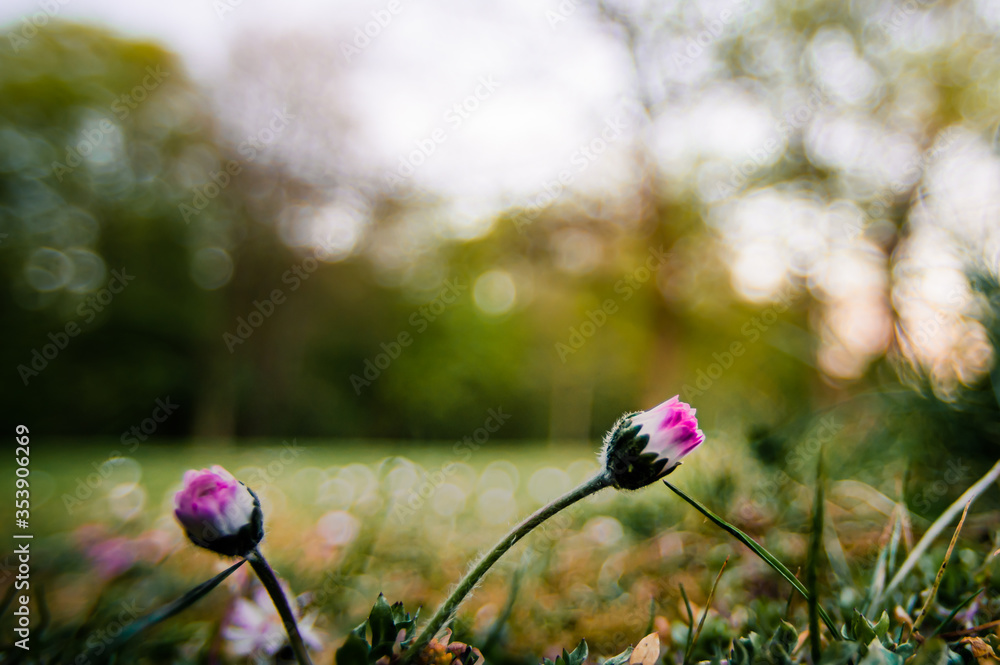 Young clovers blooming in the wild on a glade in forest in sunset or sunrise Young clovers blooming in the wild on a glade in forest in sunset or sunrise
