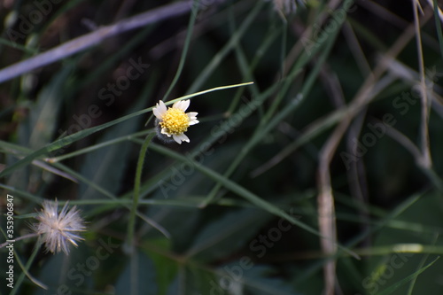 Tridax procumbens, commonly known as coatbuttons or tridax daisy, is a species of flowering plant in the daisy family. It is best known as a widespread weed and pest plant.  © Sneha