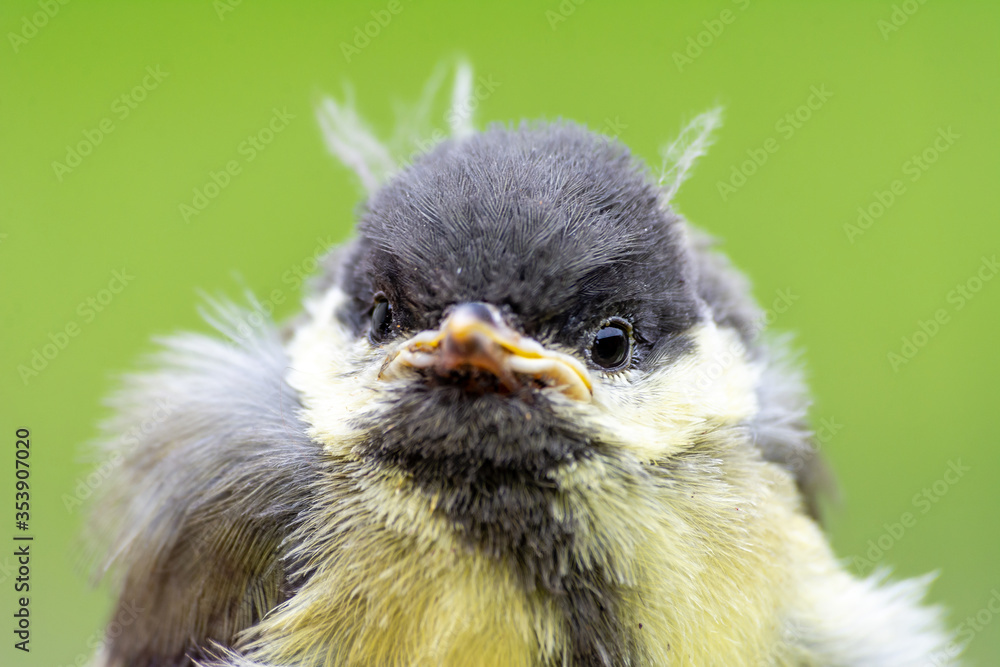Young great tit (Parus major)