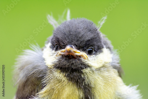 Obraz na płótnie Young great tit (Parus major) w salonie