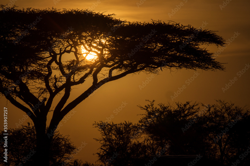 Acacia tree in safari of Serengeti National Park of Tanzania with beautiful sunrise in background. Wild nature of Africa