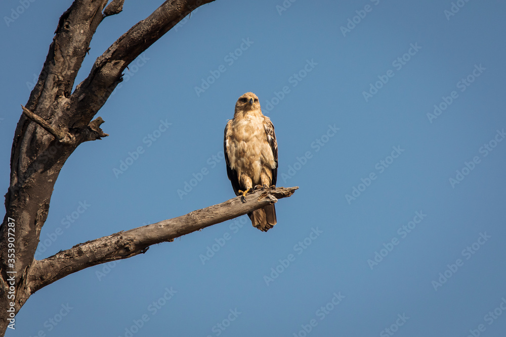 Hawk resting on a tree in Serengeti National Park in Tanzania during safari with blue sky in background. Wild nature of Africa Hawk resting on a tree in Serengeti National Park in Tanzania during safari with blue sky in background. Wild nature of Africa