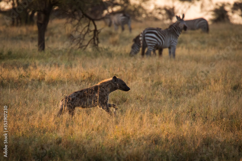 African hyena with zebras in background at beautiful landscape in the Serengeti National Park during safari. Tanzania. Wild nature of Africa..