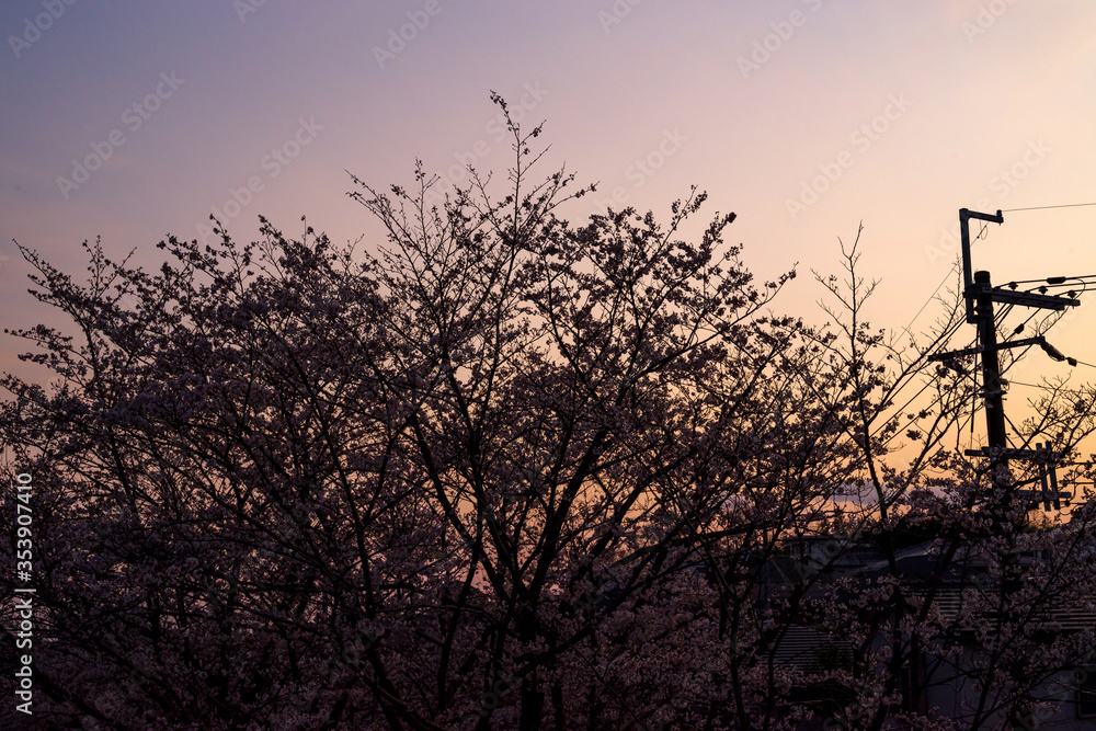 Obraz premium 夕焼けと桜のシルエット