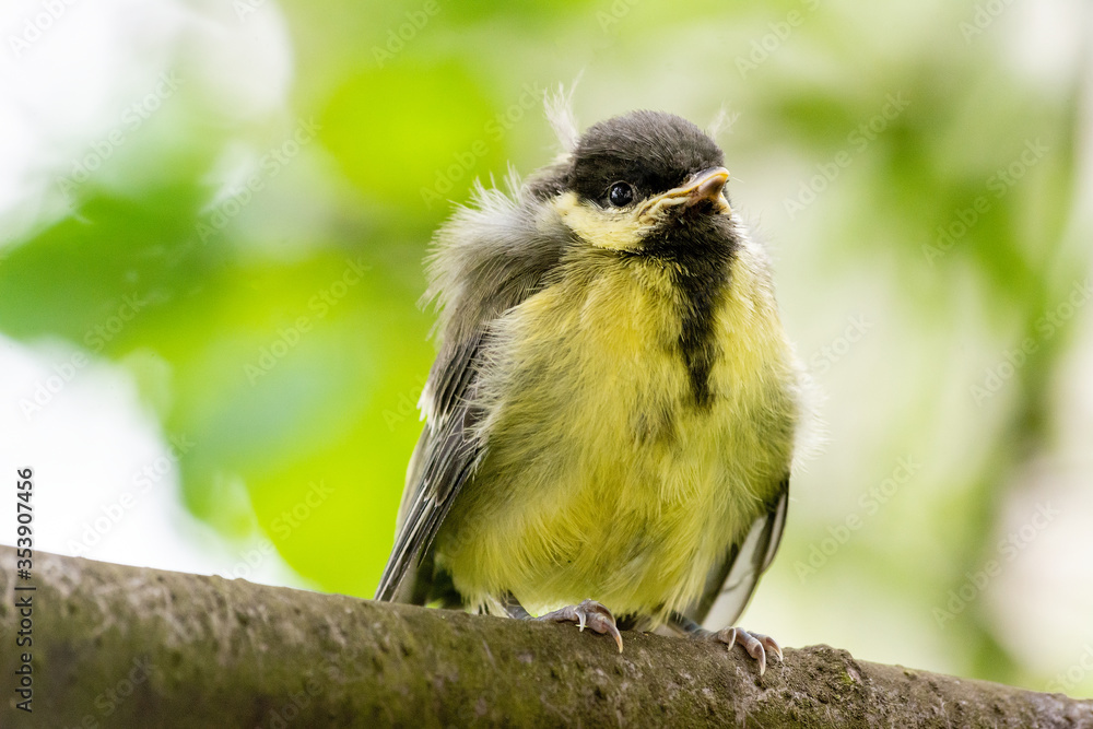 Young great tit (Parus major)