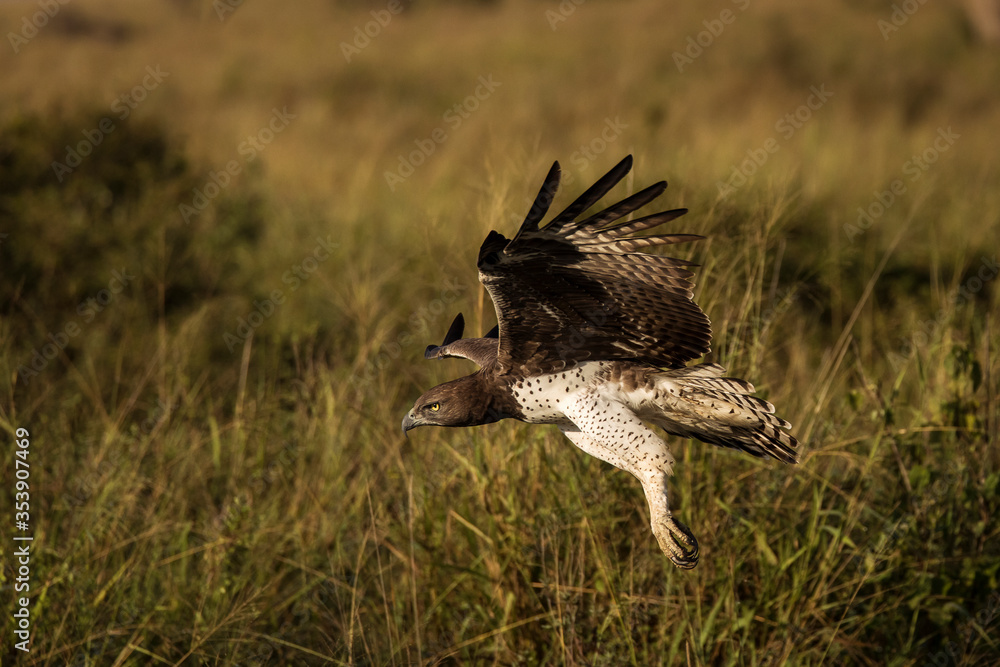 Obraz premium Hawk landing in Serengeti National Park in Tanzania during safari with blue sky in background. Wild nature of Africa