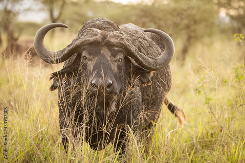 Photography Buffalo in the grass staring to the camera during safari in Serengeti National Park in Tanzani