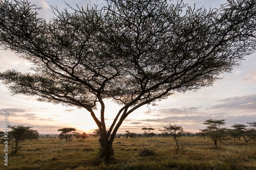 Beautiful acacia tree with sunrise in background during safari in Serengeti National Park, Tanzania. Wild nature of Africa