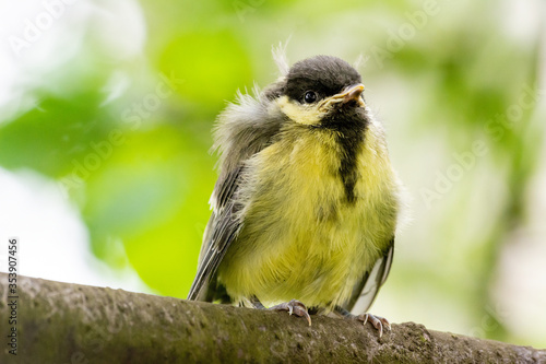 Young great tit (Parus major)