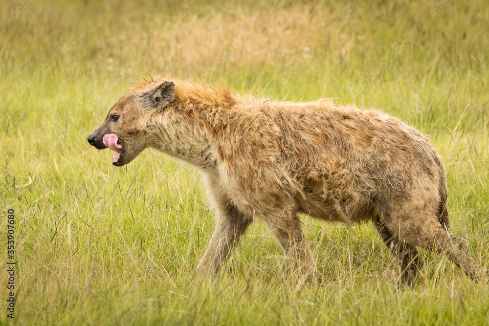 Hyena in the grass during safari in National Park of Ngorongoro, Tanzania. Wild nature of Africa Hyena in the grass during safari in National Park of Ngorongoro, Tanzania. Wild nature of Africa