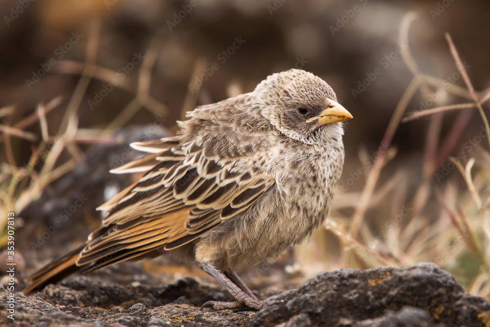 Fototapeta premium Rufous- Tailed Weaver in Ngorongoro national park Tanzania. Wild nature of Africa.