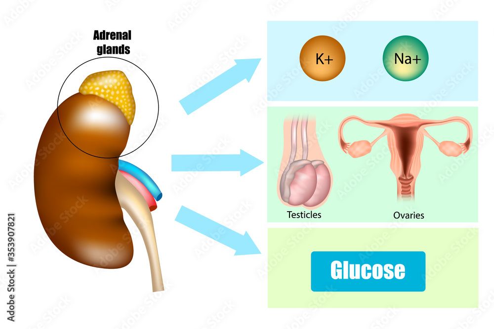 Function of Adrenal Glands in Hormone Secretion. Anatomy and Physiology