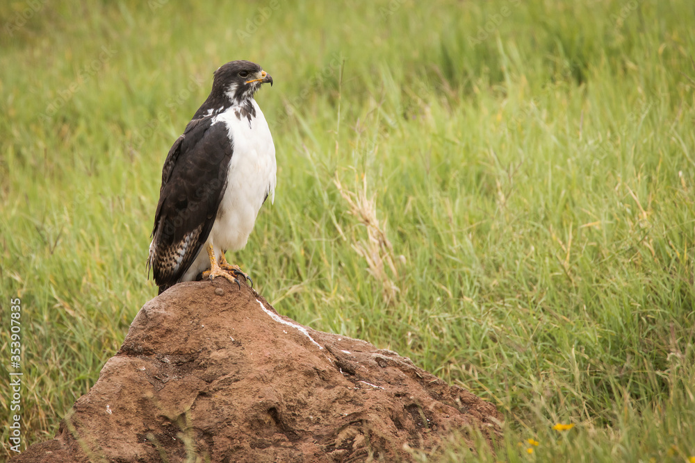 Young hawk resting during safari in Ngorongoro National Park, Tanzania. Green grass and yellow flowers around it. Wild nature of Africa. Young hawk resting during safari in Ngorongoro National Park, Tanzania. Green grass and yellow flowers around it. Wild nature of Africa.
