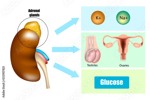 Function of Adrenal Glands in Hormone Secretion.
Anatomy and Physiology of the Adrenal Gland. Hormones, Glucose, microelement