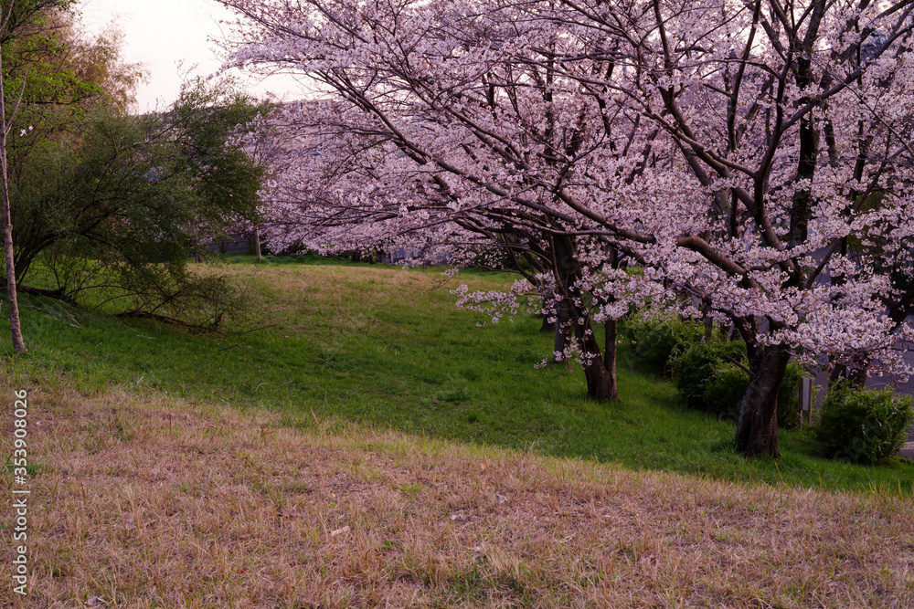 Fototapeta premium 大阪豊中・島熊山緑地の夕暮れに咲く桜の風景