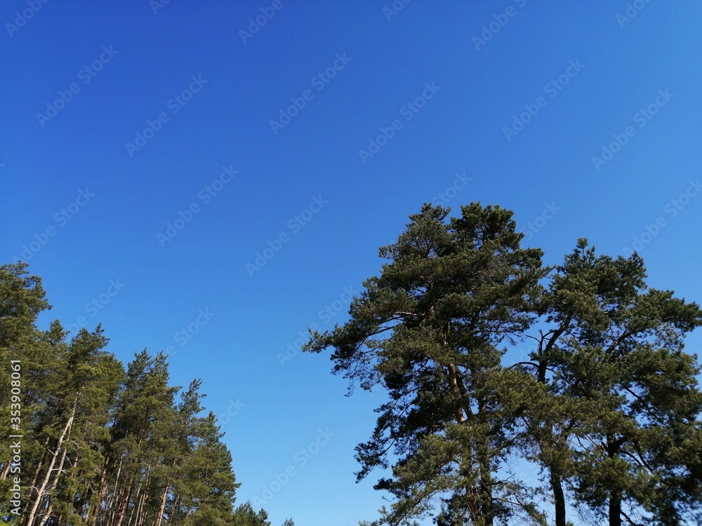 tree on a background of blue sky