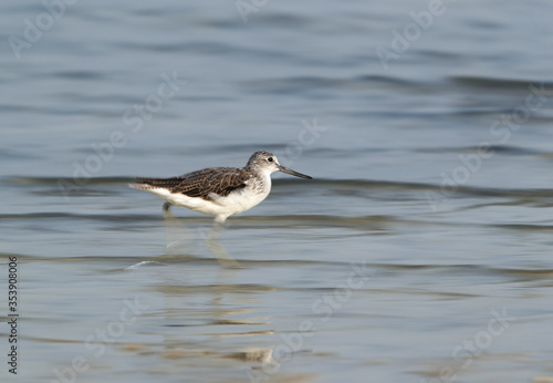 Common Greenshank moving, a panning effect