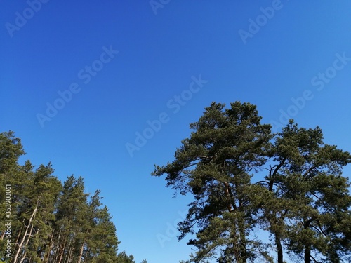 tree on a background of blue sky