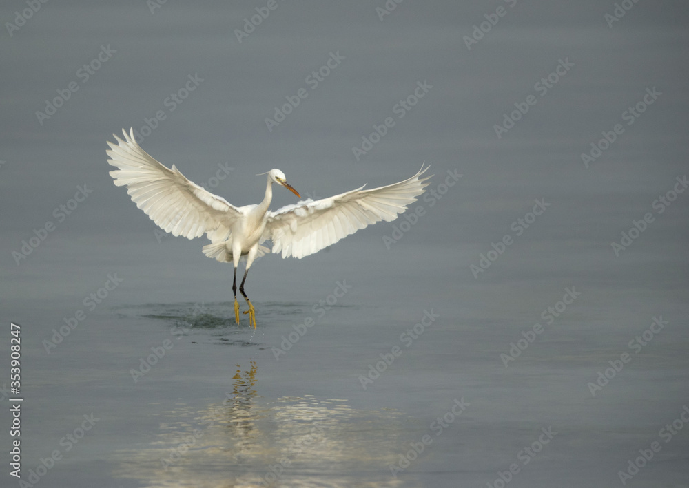 Western reef egret white morphed fishing at Busaiteen coast Western reef egret white morphed fishing at Busaiteen coast