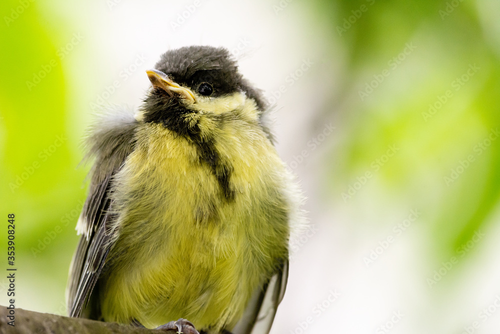 Young great tit (Parus major)