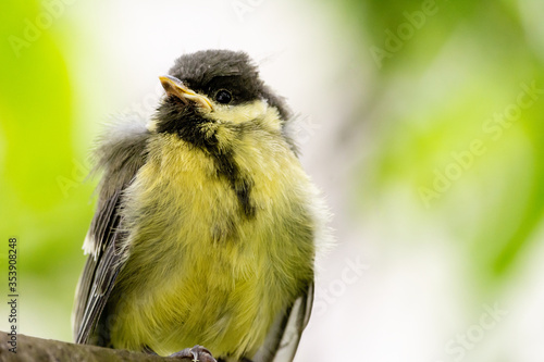 Obraz na płótnie Young great tit (Parus major) w salonie