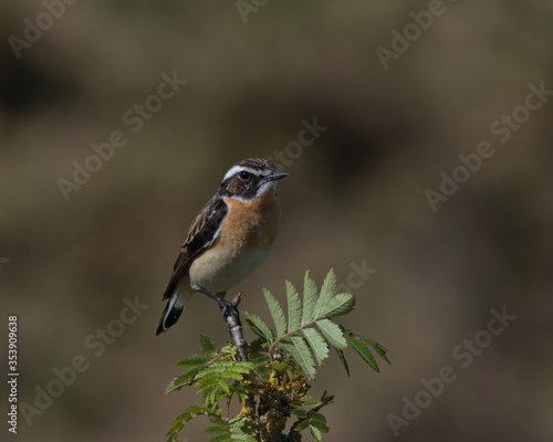 Male Whinchat in morning sunlight