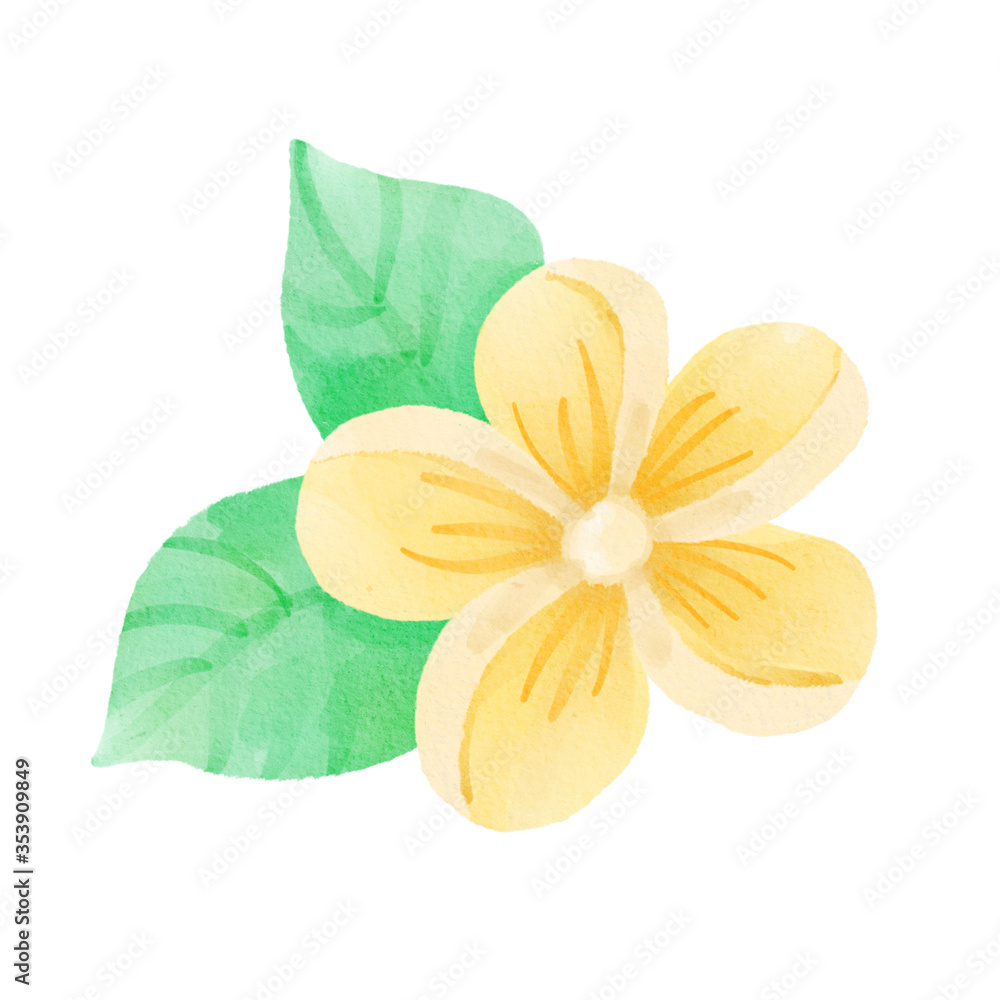 Fototapeta premium Watercolor flowers with leaves, hand drawn colorful tropical hibiscus, isolated on white background.