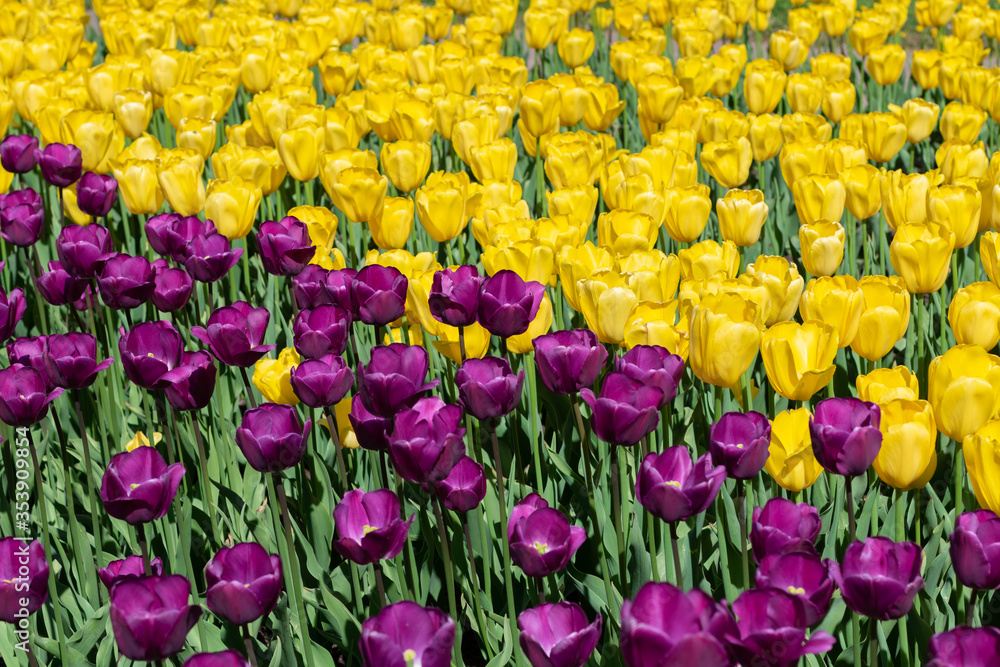 Fototapeta premium Field of yellow and purple tulips. Diagonal arrangement of colors.
