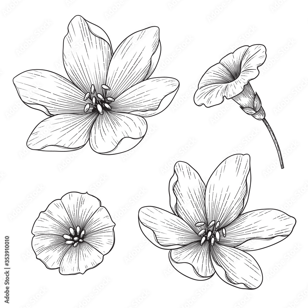 Hand drawn Monochrome Lily and Bindweed Flowers