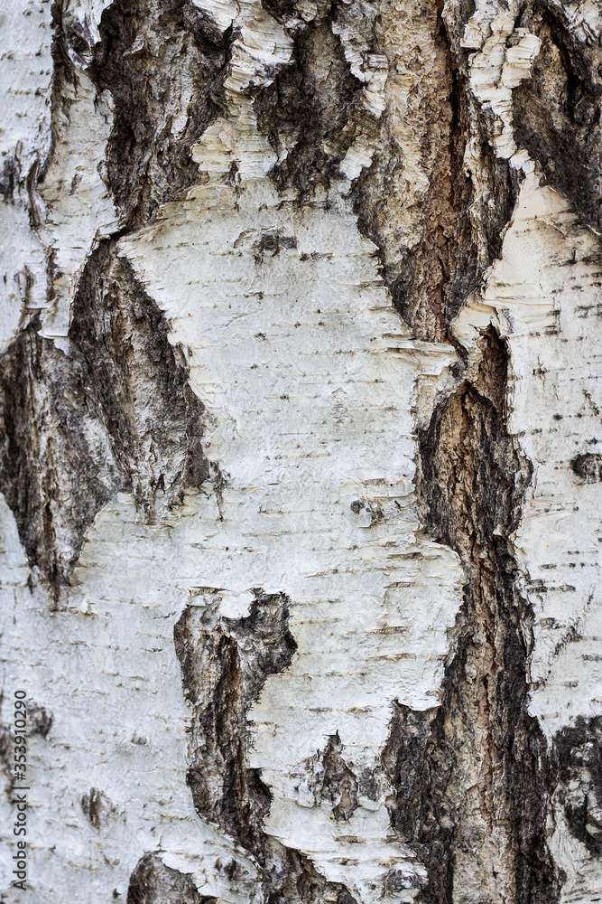 Obraz premium Birch bark, tree bark texture