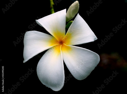 close-up beautiful white frangipani flower is blooming 