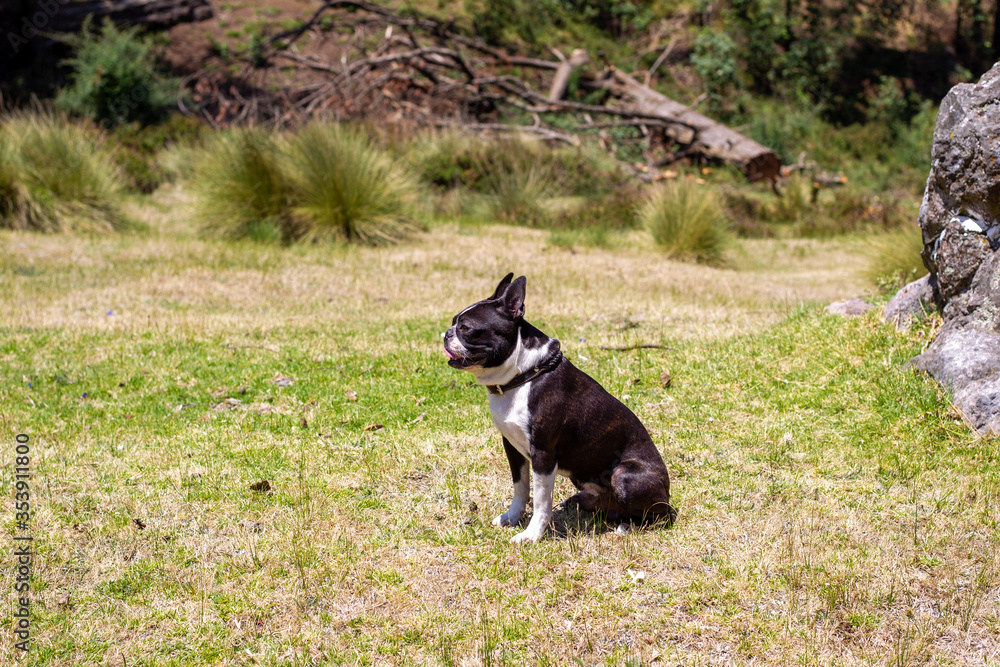 dog La Marquesa park dog La Marquesa park