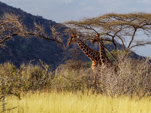 Photography Giraffes in Samburu National Park