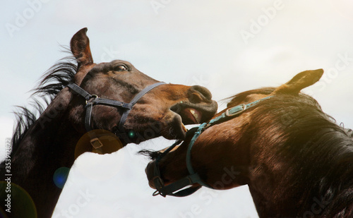Two dark brown horses that play biting each other. fight to love concept