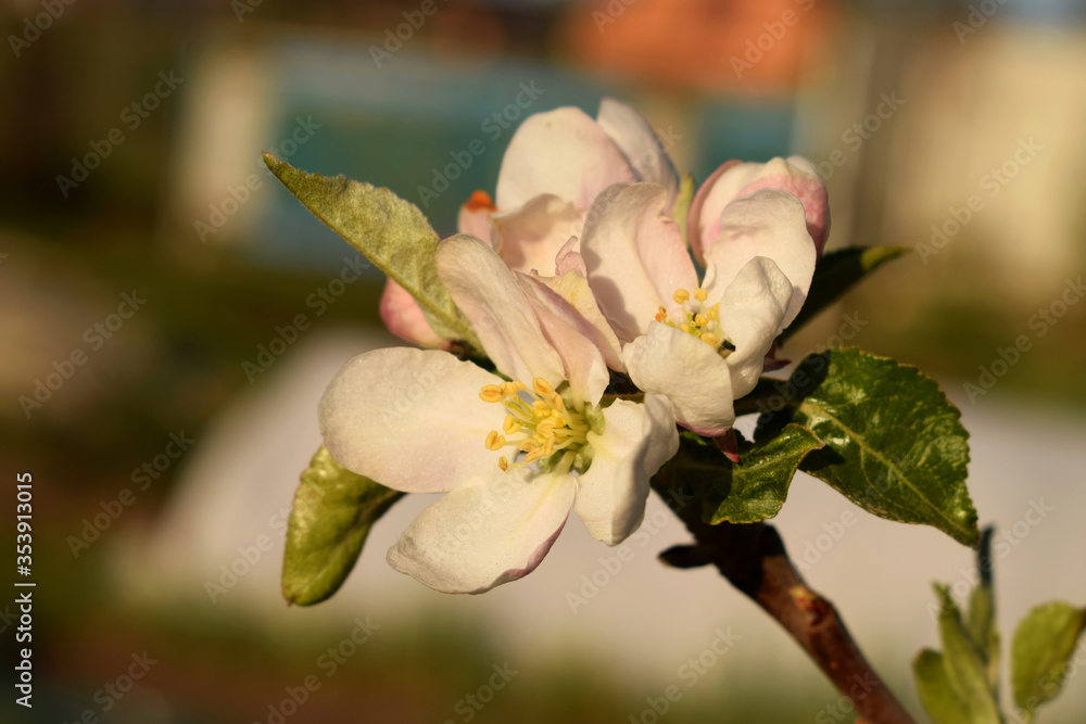 Fototapeta premium A blooming apple tree in home garden