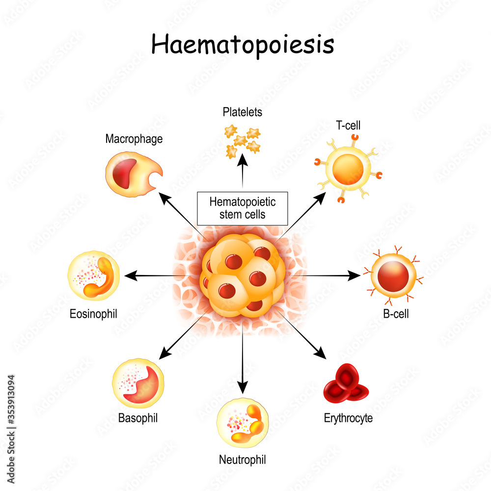 is formation of blood cells. hemocytoblast in red bone marrow, white and red blood cells, Macrophage and Platelets. Stock Vector | Adobe
