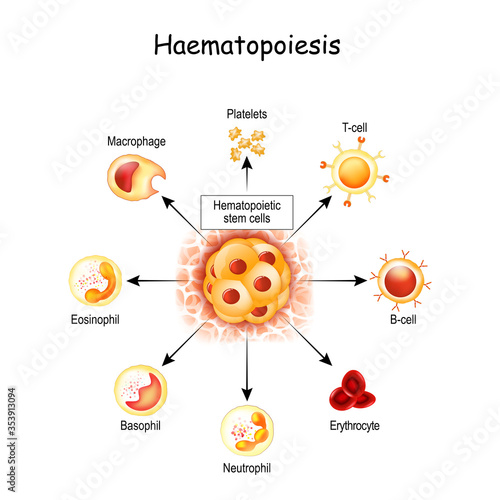 Haematopoiesis is the formation of blood cells. hemocytoblast in red bone marrow, white and red blood cells, Macrophage and Platelets.