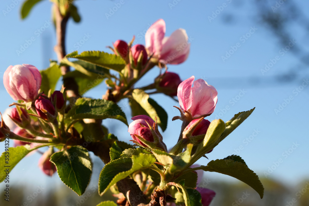 A blooming apple tree in home garden A blooming apple tree in home garden