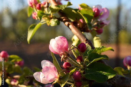 A blooming apple tree in home garden
