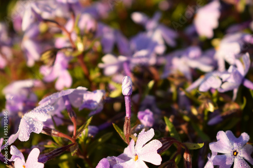 a blooming Wilson of home garden